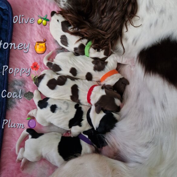 English Springer Spaniel - Both