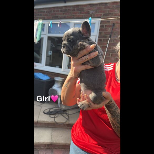 French Bulldog - Both