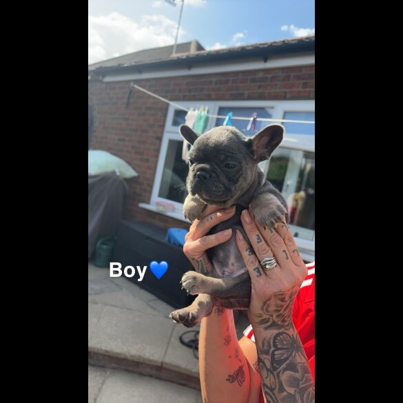 French Bulldog - Both