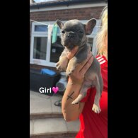 French Bulldog - Both
