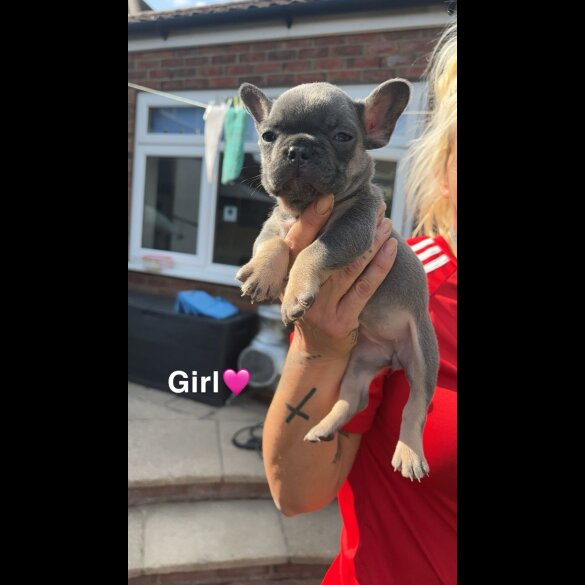 French Bulldog - Both