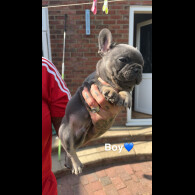 French Bulldog - Both