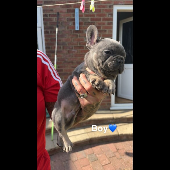 French Bulldog - Both