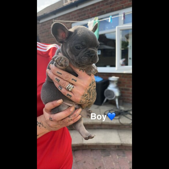 French Bulldog - Both