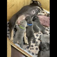 French Bulldog - Both
