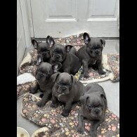 French Bulldog - Both