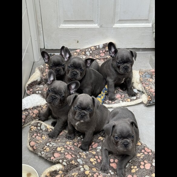 French Bulldog - Both