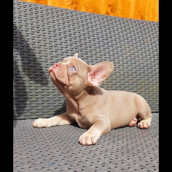 French Bulldog - Both
