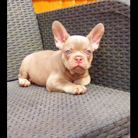 French Bulldog - Both