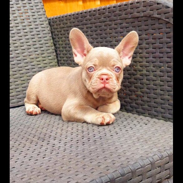 French Bulldog - Both