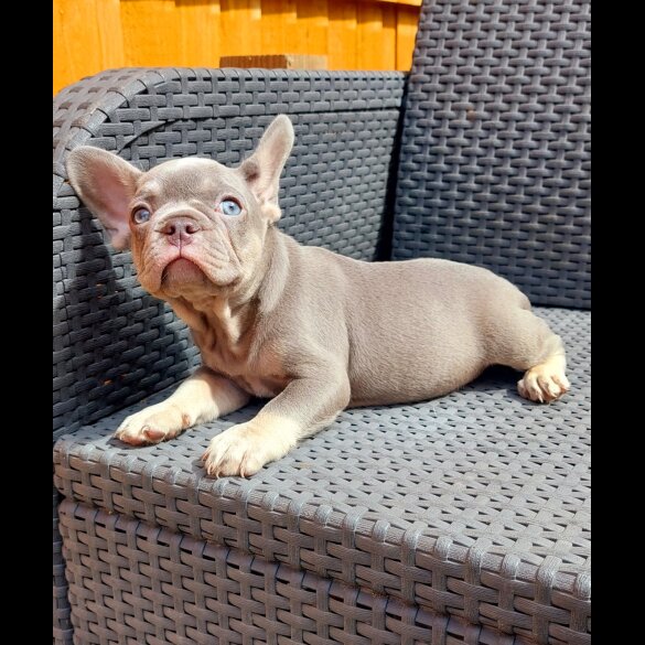French Bulldog - Both