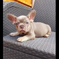 French Bulldog - Both