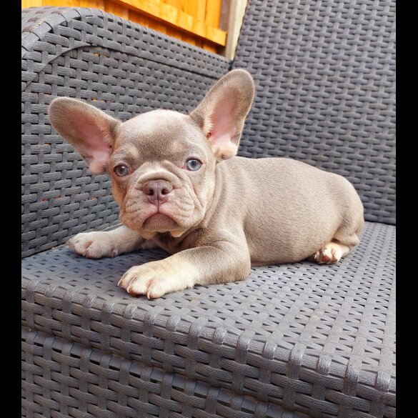 French Bulldog - Both
