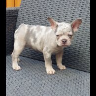 French Bulldog - Both