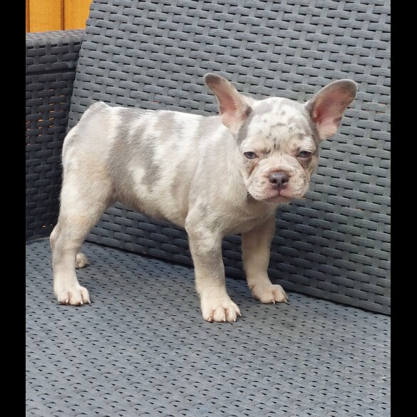 French Bulldog - Both