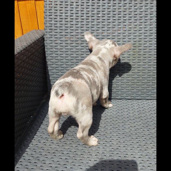 French Bulldog - Both