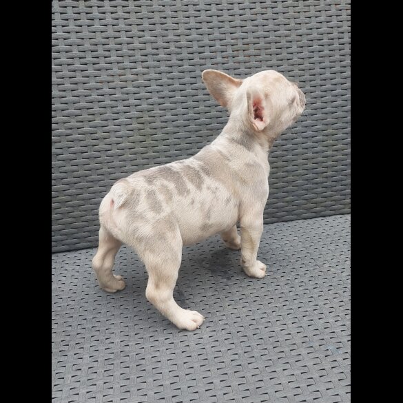 French Bulldog - Both