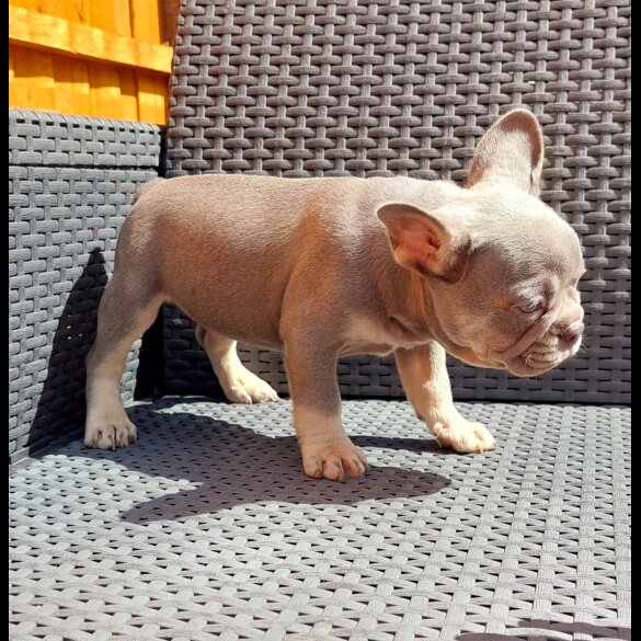 French Bulldog - Both