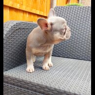 French Bulldog - Both