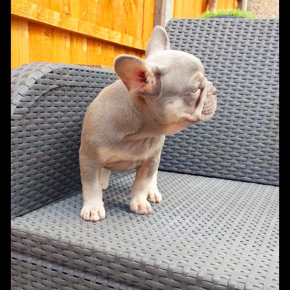 French Bulldog - Both