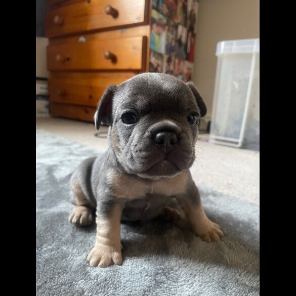 French Bulldog - Both