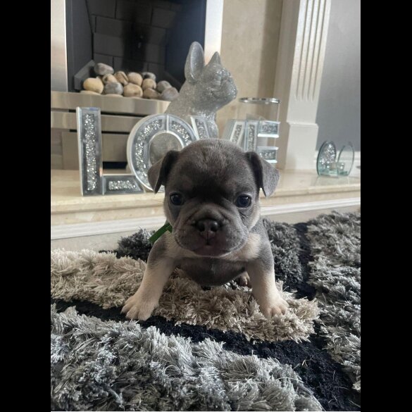 French Bulldog - Both