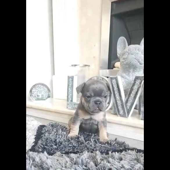 French Bulldog - Both