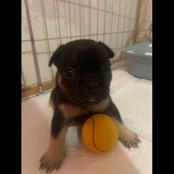 French Bulldog - Both
