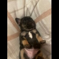 French Bulldog - Both