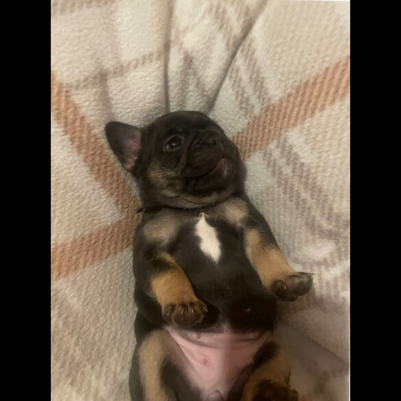 French Bulldog - Both
