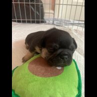 French Bulldog - Both