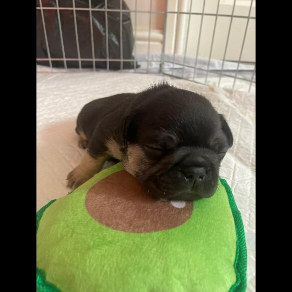 French Bulldog - Both