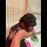 French Bulldog - Both