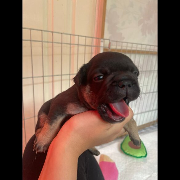 French Bulldog - Both