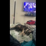 French Bulldog - Both