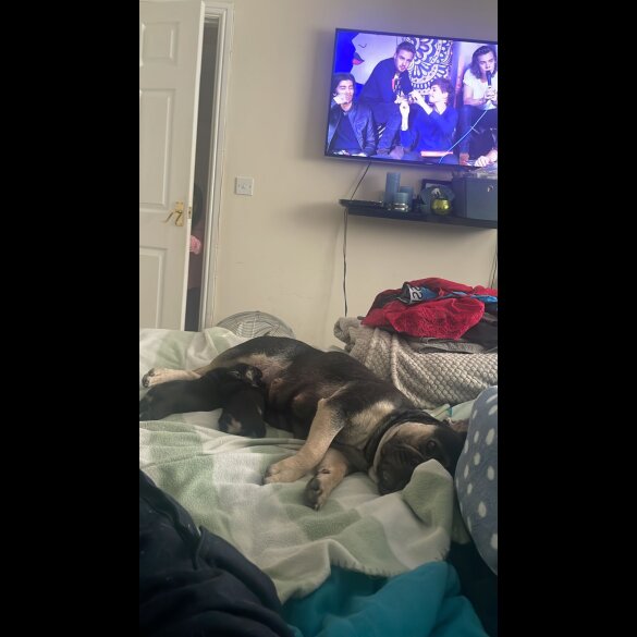 French Bulldog - Both