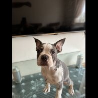 French Bulldog - Dogs