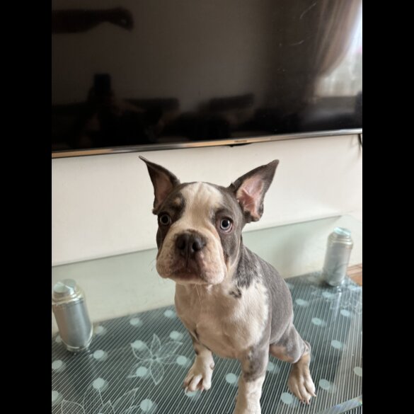 French Bulldog - Dogs