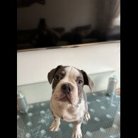 French Bulldog - Dogs
