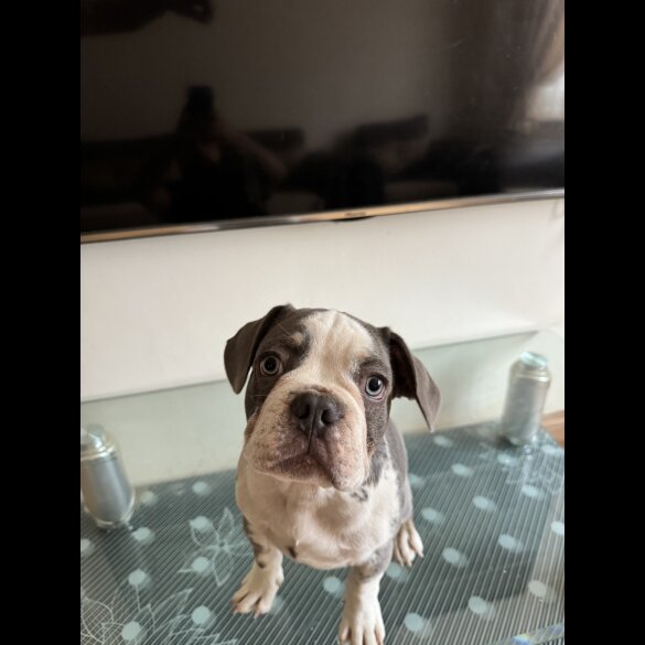 French Bulldog - Dogs