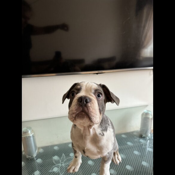 French Bulldog - Dogs