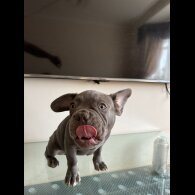 French Bulldog - Dogs