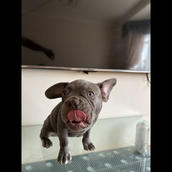 French Bulldog - Dogs