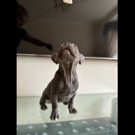 French Bulldog - Dogs