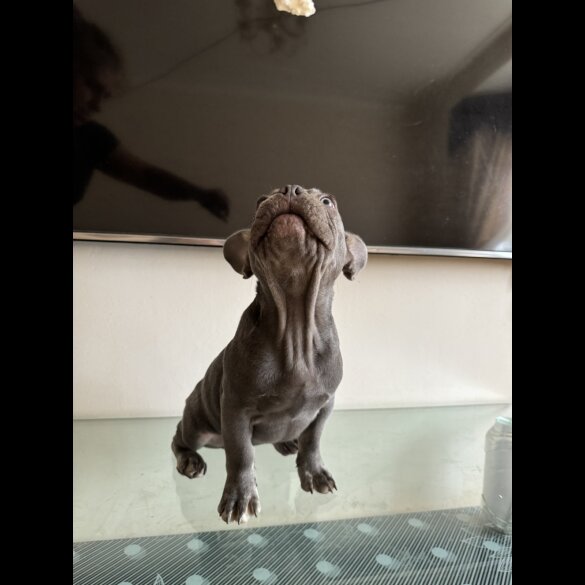 French Bulldog - Dogs