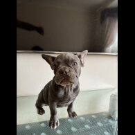 French Bulldog - Dogs