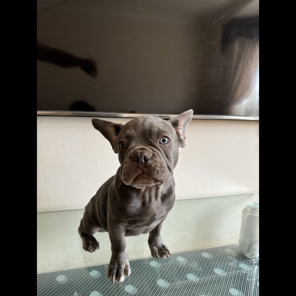 French Bulldog - Dogs