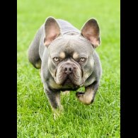 French Bulldog
