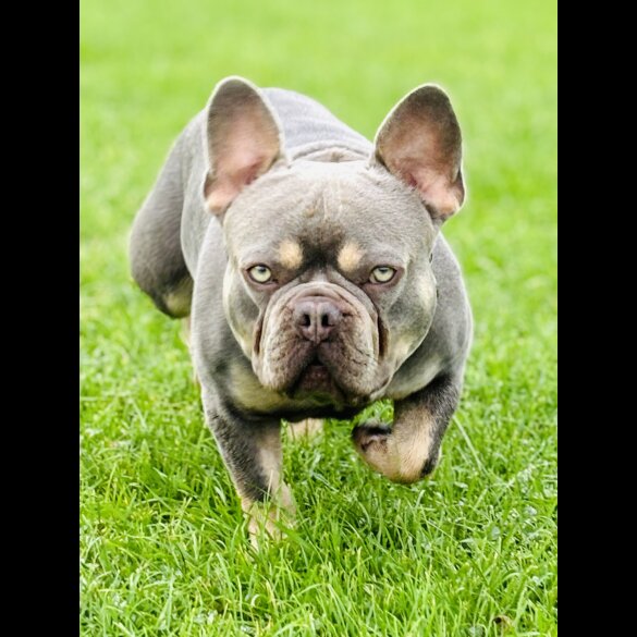 French Bulldog