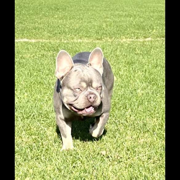 French Bulldog